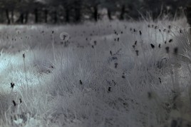 Infrared photo image