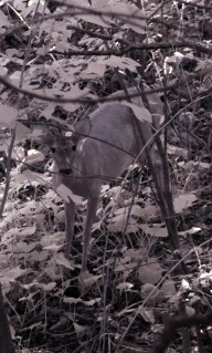 Infrared photo of deer image