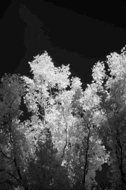 Infrared photo image