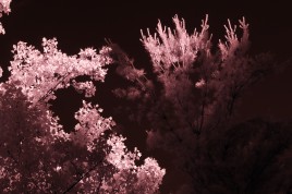 Infrared photo image