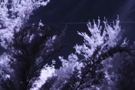 Infrared photo image
