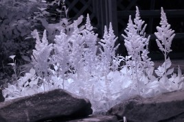 Infrared photo image