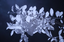 Infrared photo image
