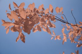 Visible light photo image