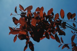 Visible light photo image