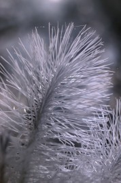 Infrared photo image