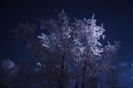 Infrared photo image