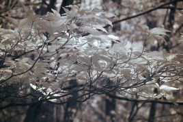 Infrared photo image