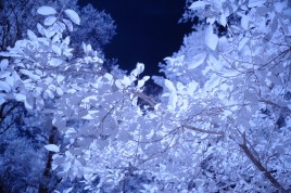 Infrared photo image