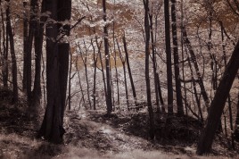 Infrared photo image