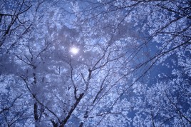 Infrared photo image