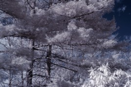 Infrared photo image