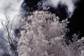 Infrared photo image