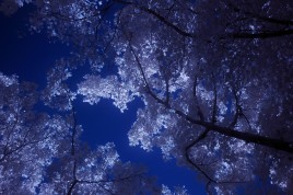 Infrared photo image
