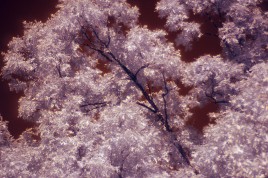 Infrared photo image