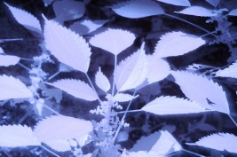 Infrared photo image