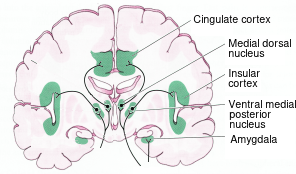 Insular cortex