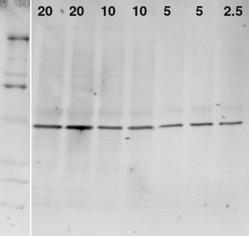 Infrared actin western blot