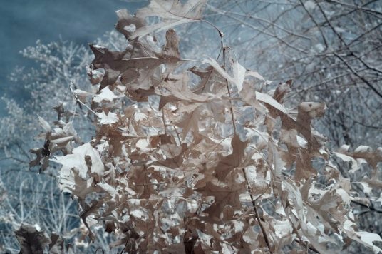 Infrared photo of dead leaves