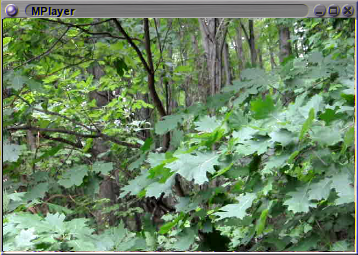 Leaves Leaves