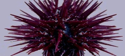 Sea urchin