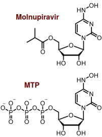 molnupiravir