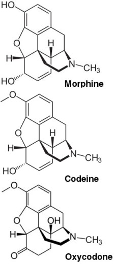 morphine, codeine, and oxycodone structure
