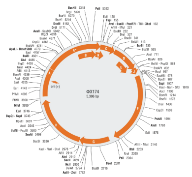 Phage phiX174 map Phage phiX174 map