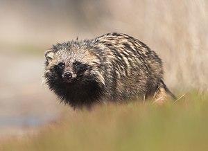 Raccoon Dog