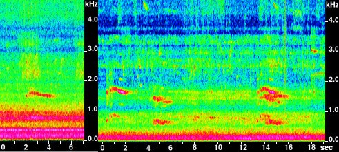 Rooster sonograms