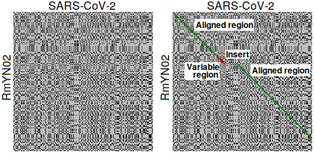 Dot plots of SARS-CoV-2 and RmYN02 Spike
