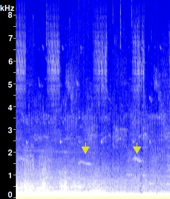 Airplane with rooster sonogram