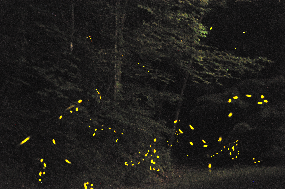 Fireflies fireflies