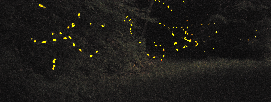 Fireflies fireflies