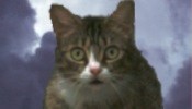 Stunned cat