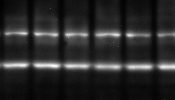 Western blot