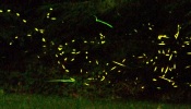 Fireflies