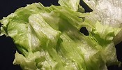 Lettuce