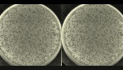 Petri plate containing lambda phage