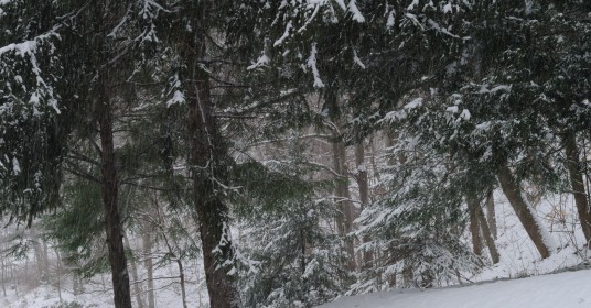 Visible light photo of hemlock trees