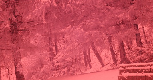 Infrared photo of hemlock trees