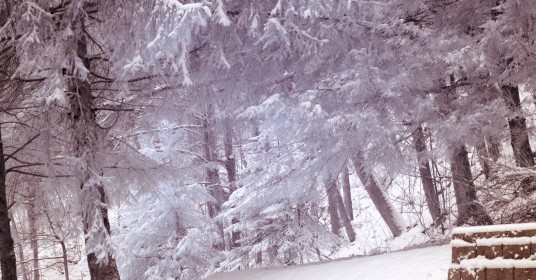 Infrared photo of hemlock trees