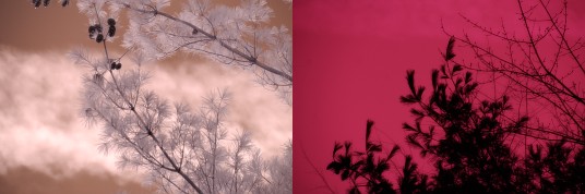 IR and UV photo of pine trees