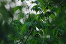 beech-tree-test-018.jpg image