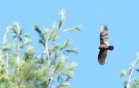 bird11.jpg image