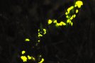fireflies021a.jpg image