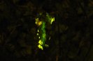 fireflies026.jpg image