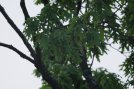 oak-tree-test-020.jpg image