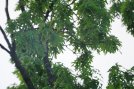 oak-tree-test-021.jpg image