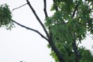 oak-tree-test-022.jpg image